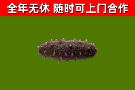 盘锦市回收海参干